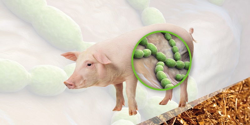 Streptococcus suis  (liên cầu lợn)